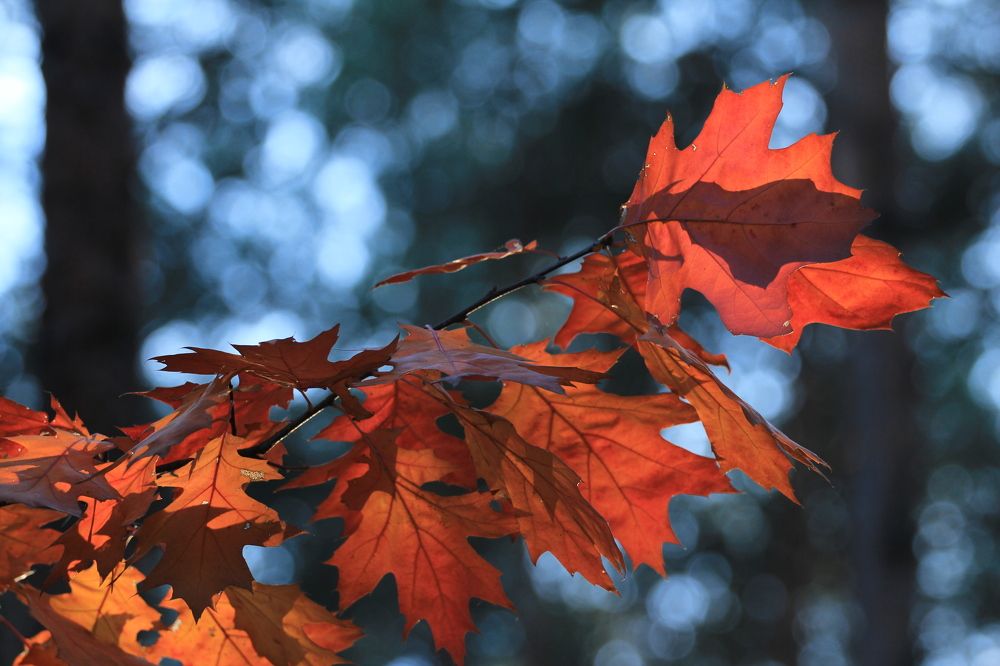 Фотография автора Елена Колосова