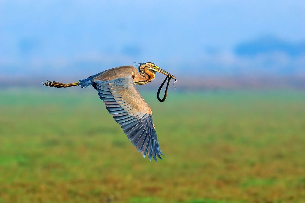 Photograph by Arindam Saha