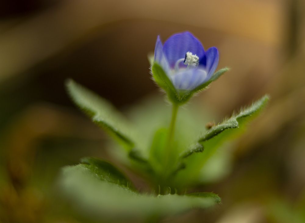 Фотография автора János Rábli