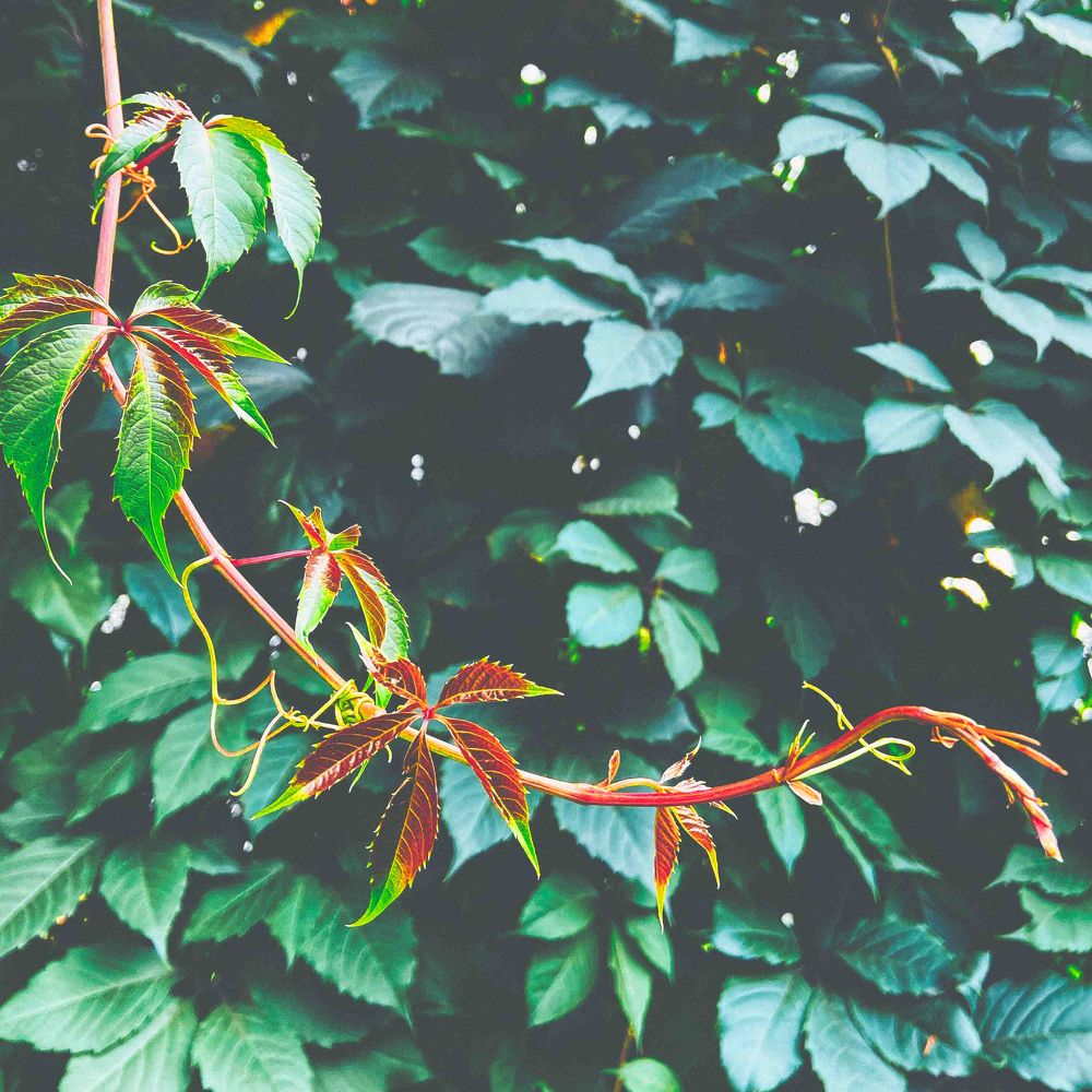 Photograph by Lana Cardi
