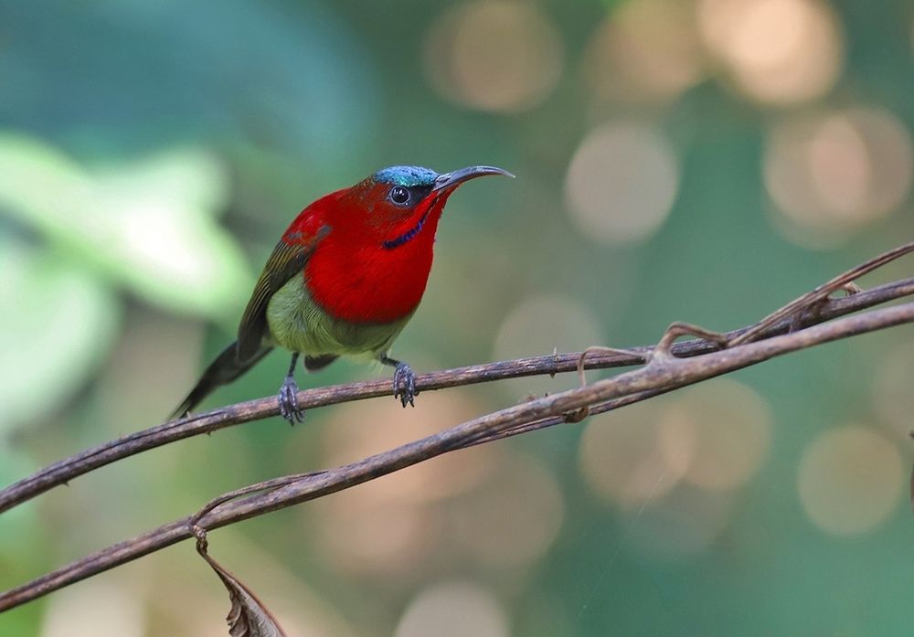 SUNBIRD