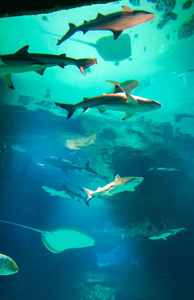 Фотография автора Slim Soyadi