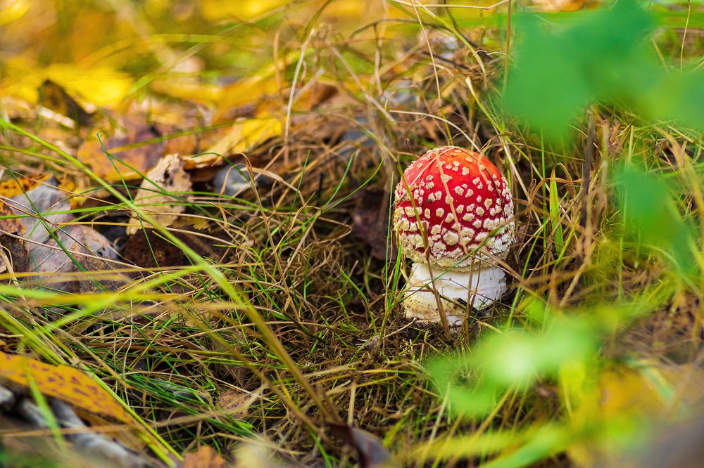 Photograph by Алексей Чеботарев