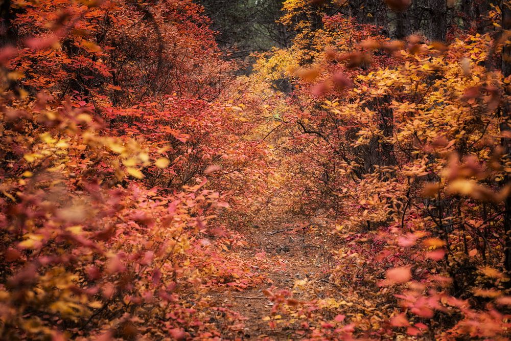 Photograph by Оксана Пономаренко