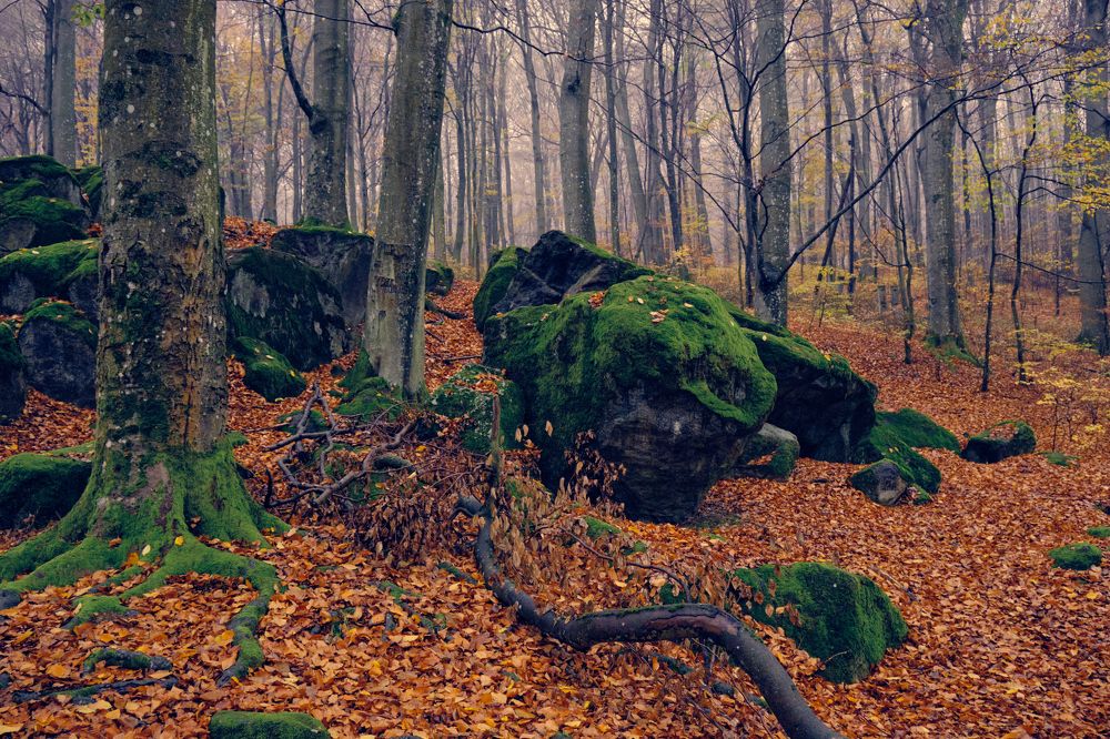 Photograph by Александр Серняк