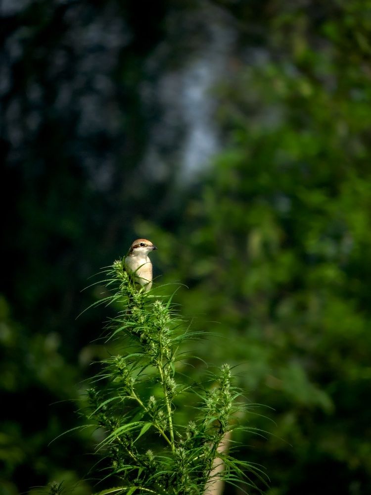 Photograph by PRÁNÀB DËY