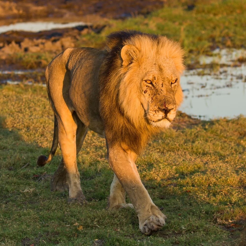 Фотография автора Сергей Довжик