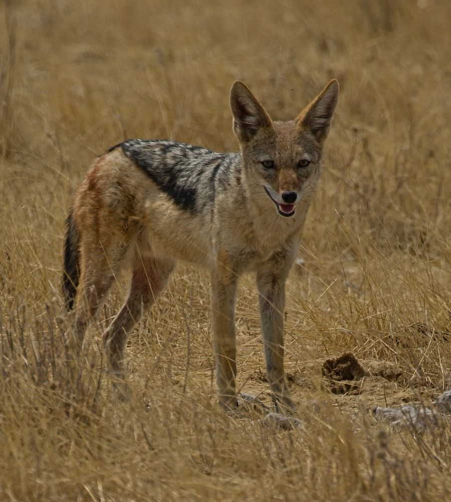Фотография автора Сергей Довжик