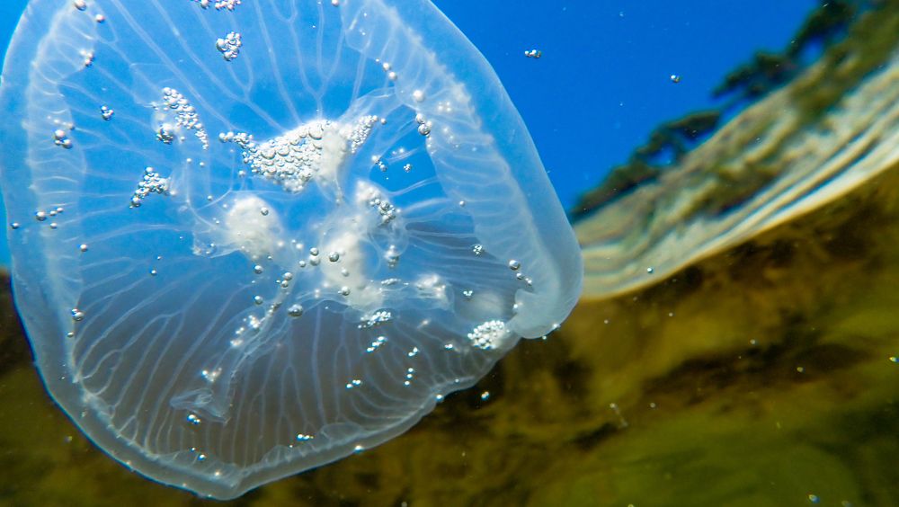 Подводный полёт