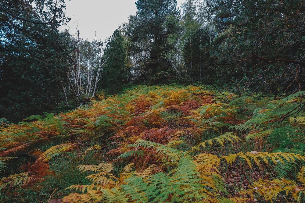 Photograph by Dinesh Umagiliya