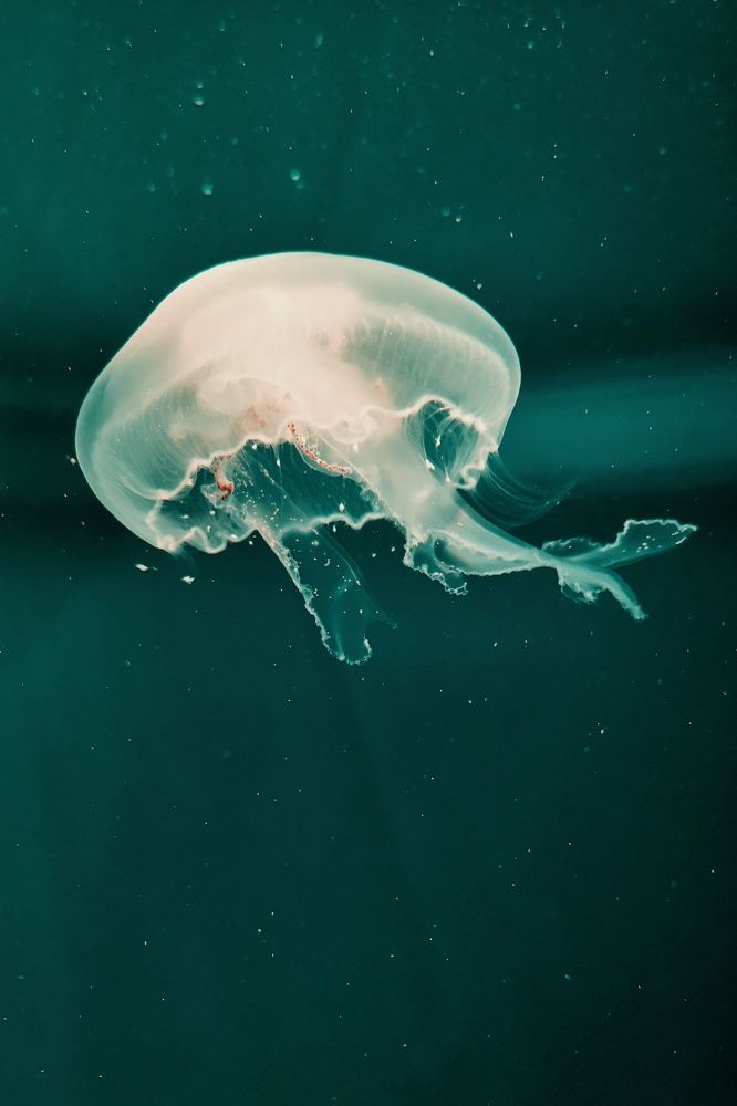 Photograph by Alex Orlov