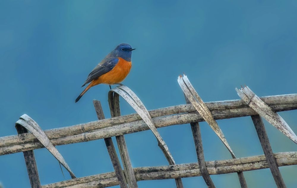 BLUE-FRONTED REDSTART RISHOP