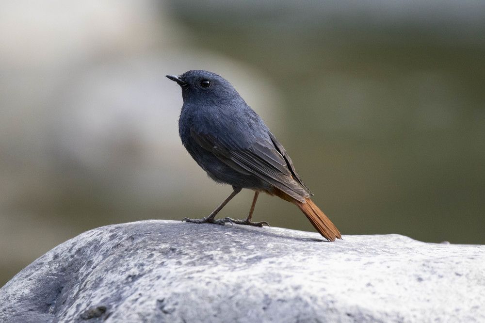 Photograph by Sourav Mahant