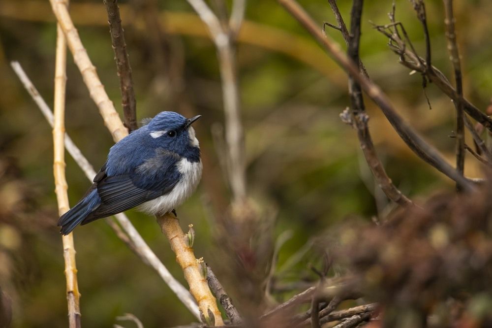 Photograph by Sourav Mahant