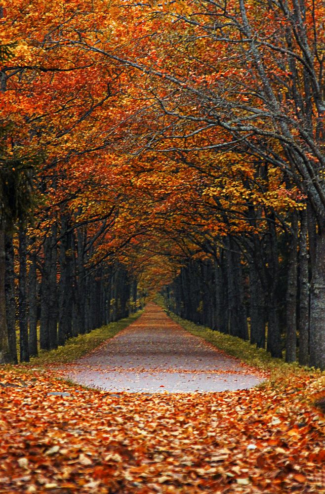 Photograph by Алина Жук