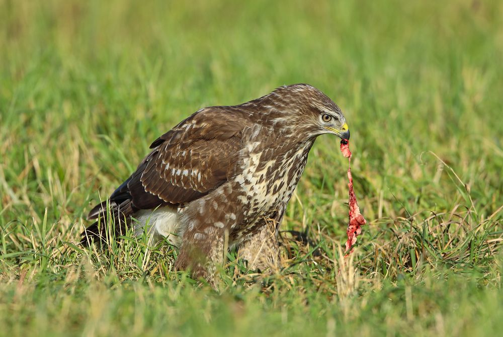 Фотография автора Александр Гусар
