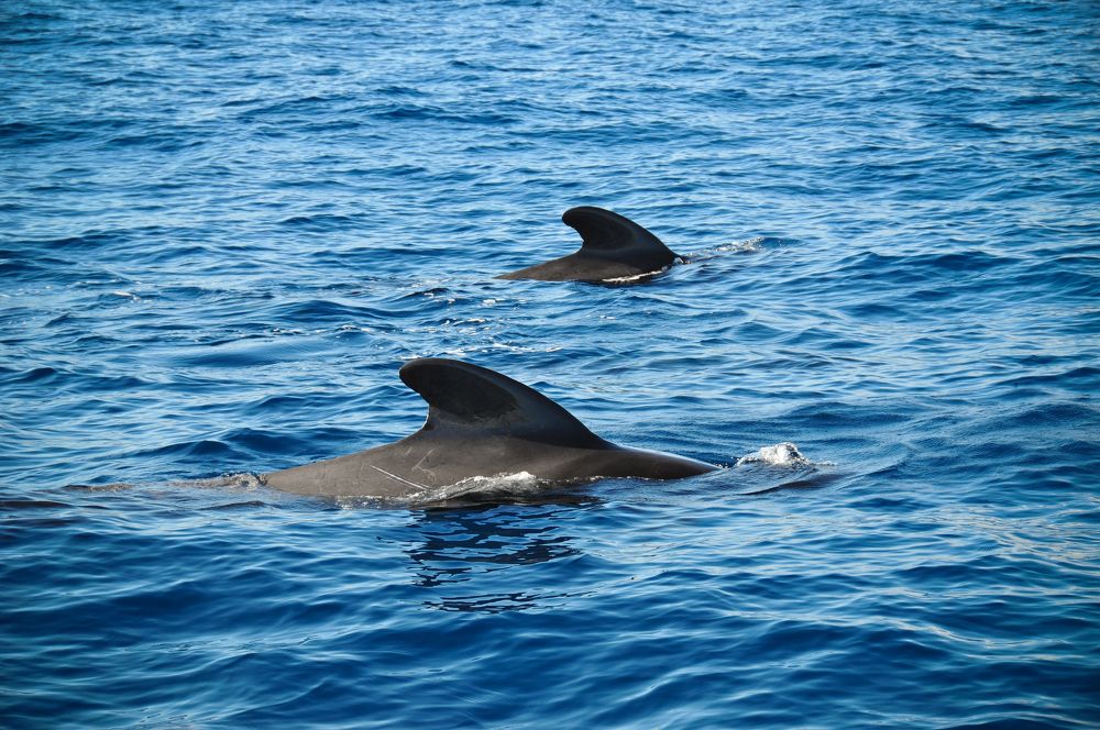 Пилоты Атлантики