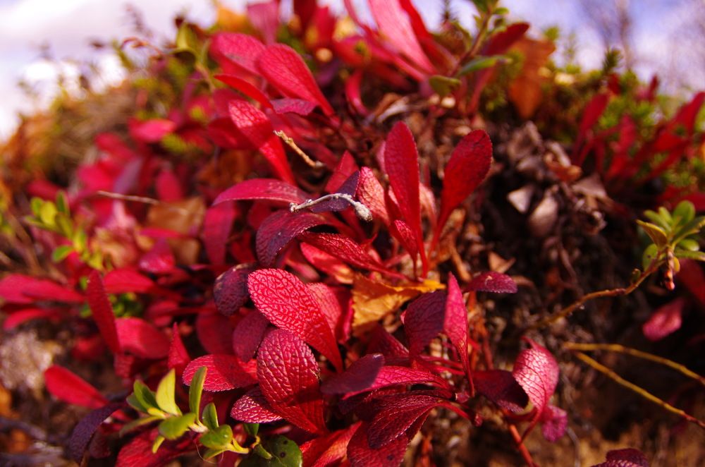 Фотография автора Медведев Сергей