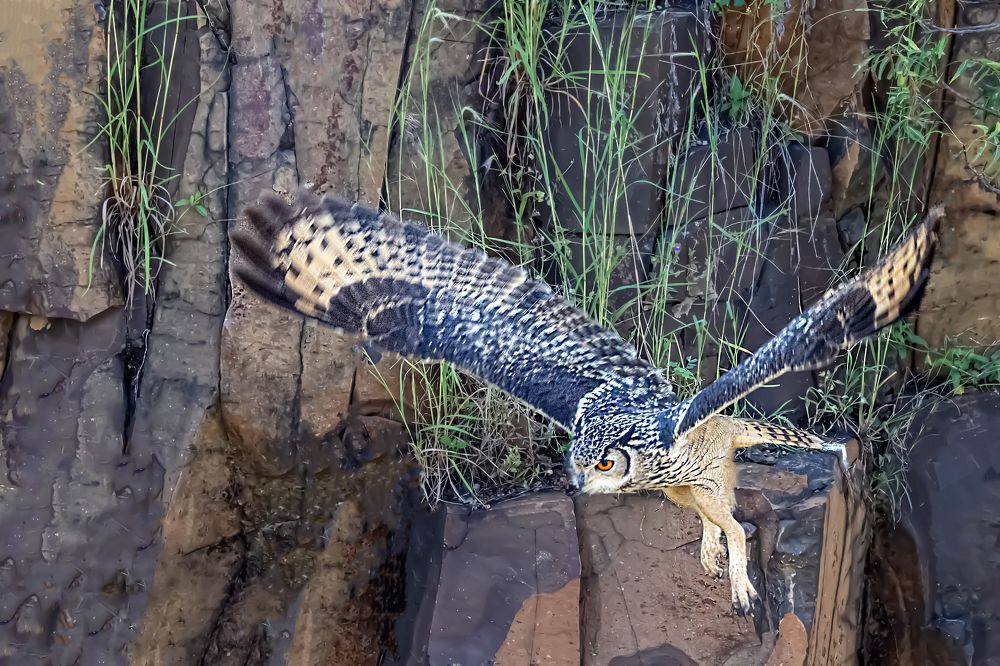 Фотография автора Suresh S S