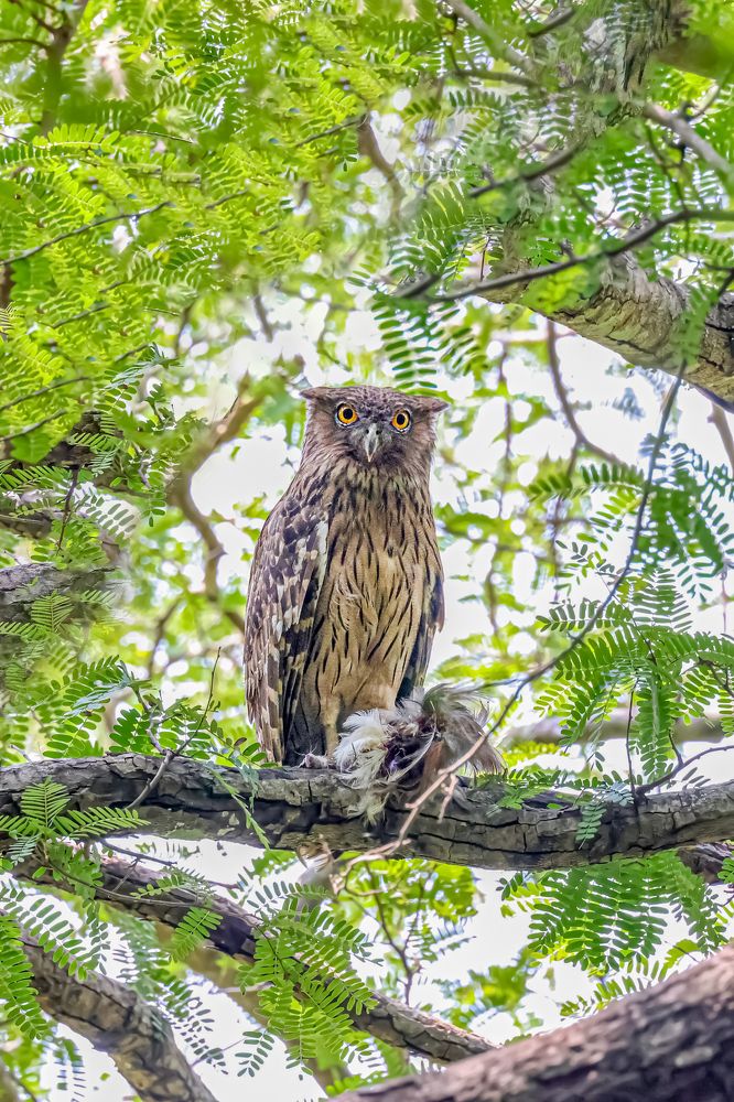 Фотография автора Suresh S S