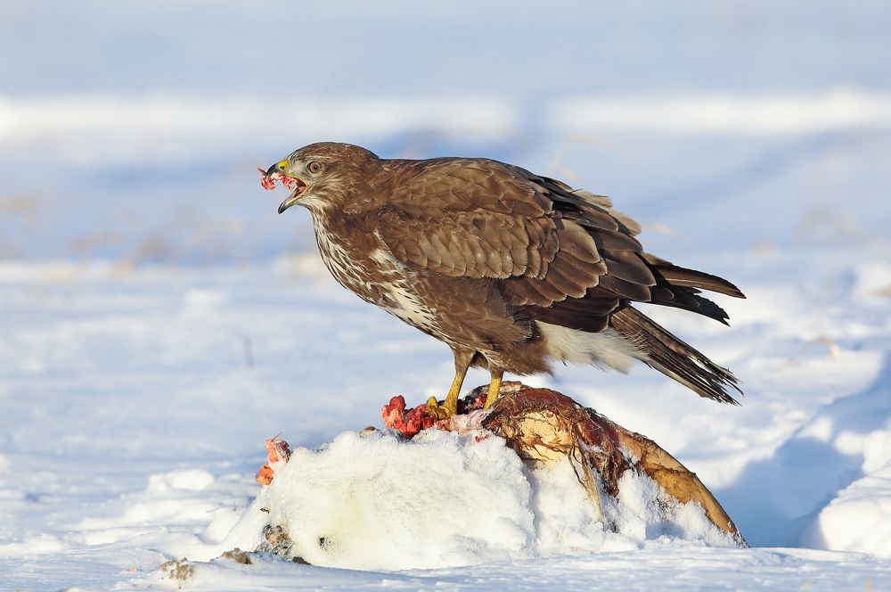 Photograph by Александр Гусар