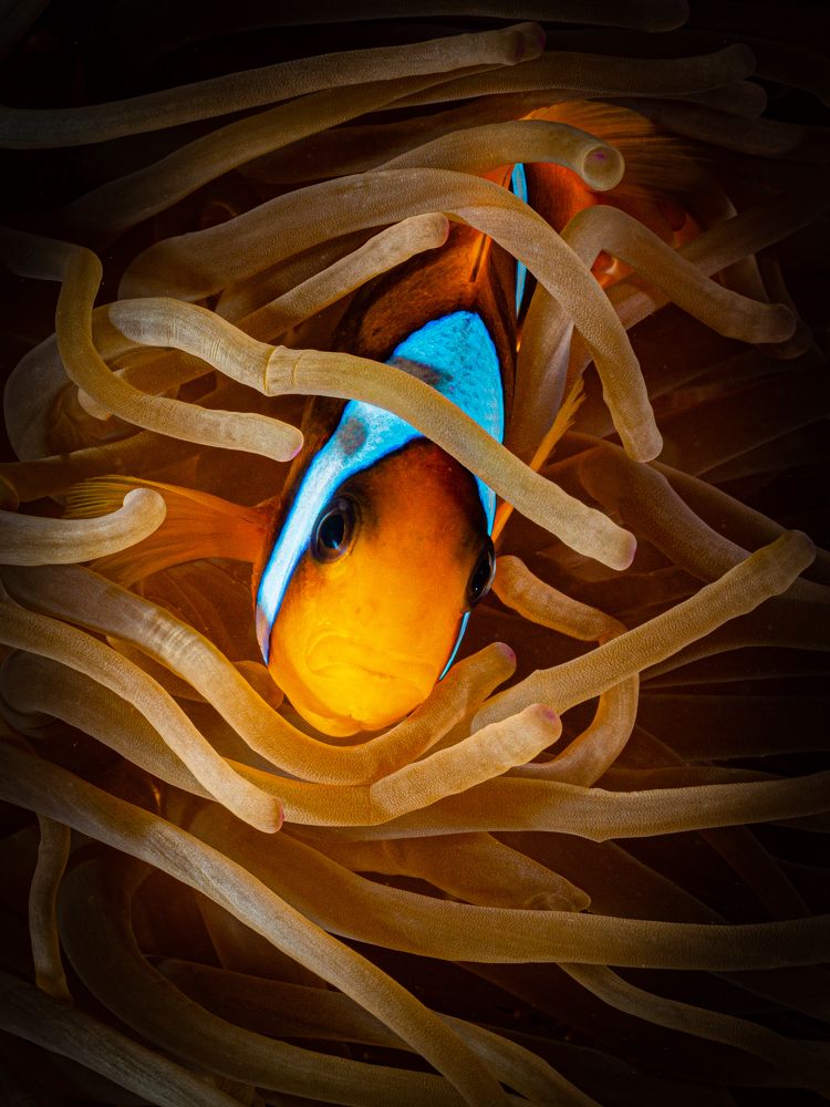 Photograph by Alexander Plakida