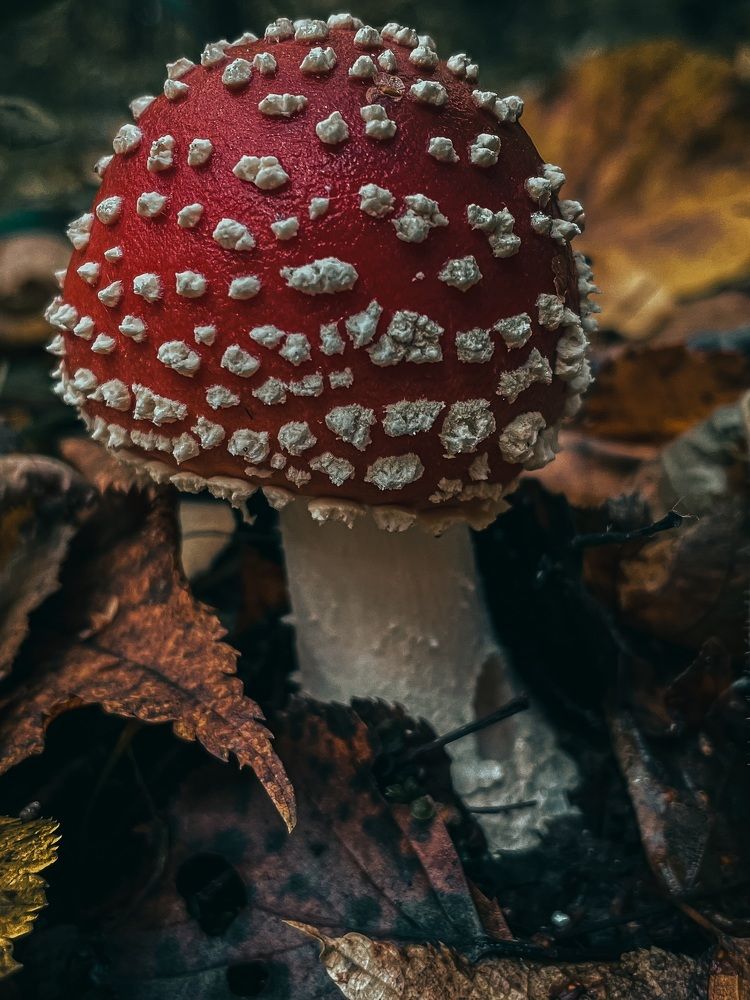 Photograph by Olesia Chepurchenko