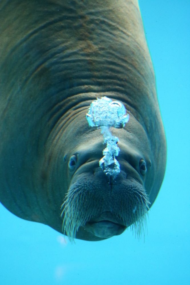 Photograph by Светлана Шуткова