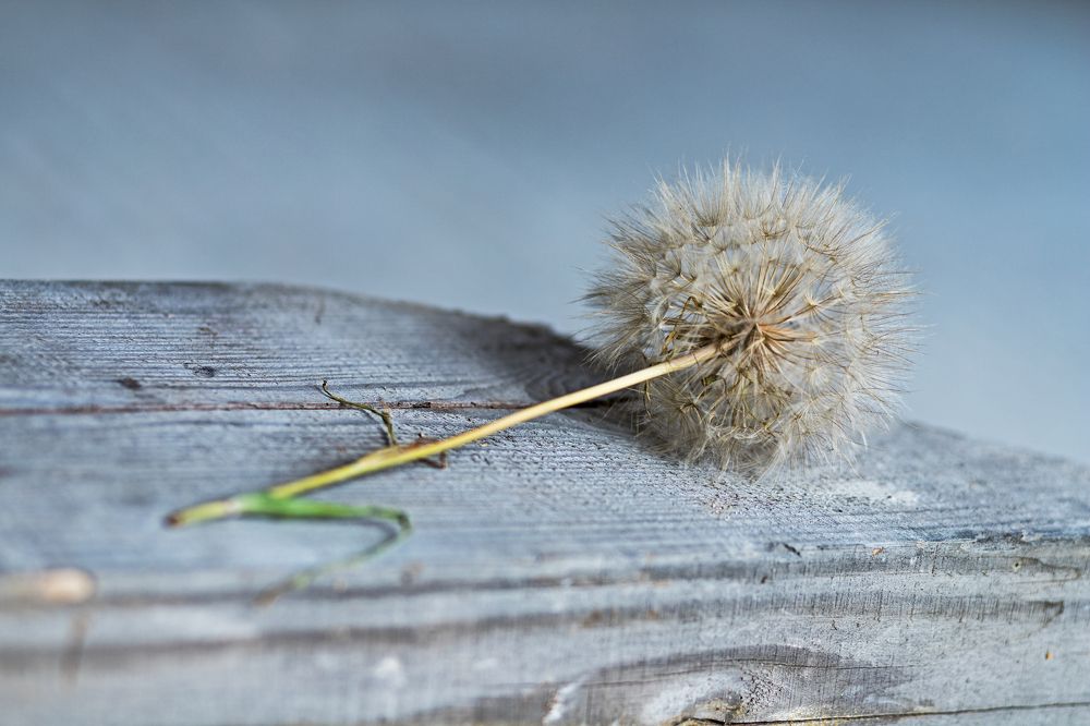 Photograph by Людмила Примак