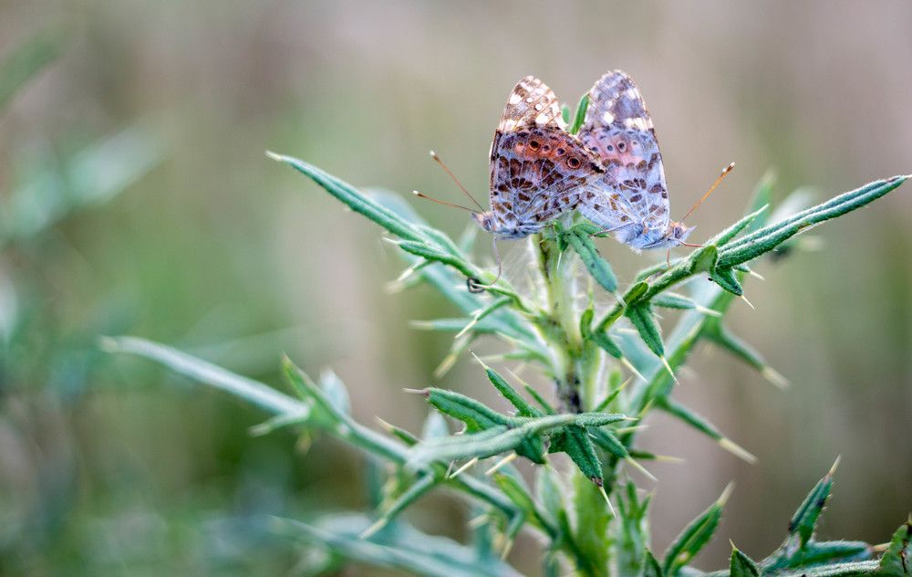 Photograph by Дмитрий Цикин
