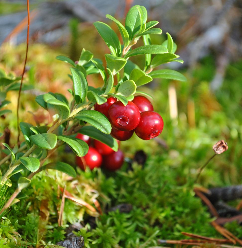 Photograph by Алексей