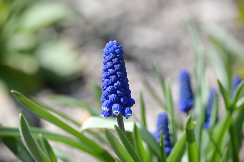 Фотография автора Larisa Meshkova