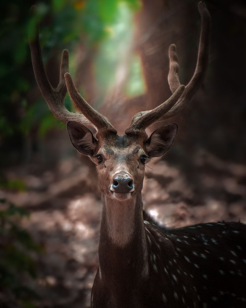 Photograph by Rahul Sinha