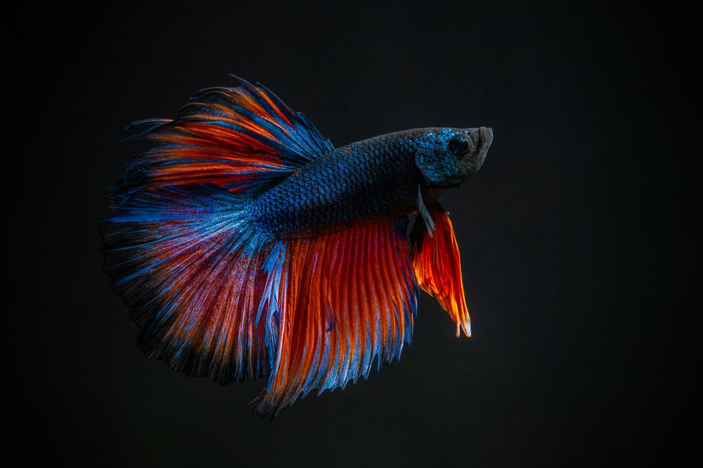 Photograph by Gatis Vilbrants