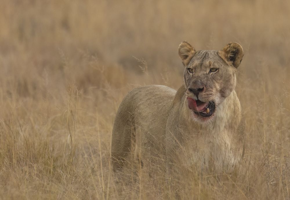 The queen finishing a meal