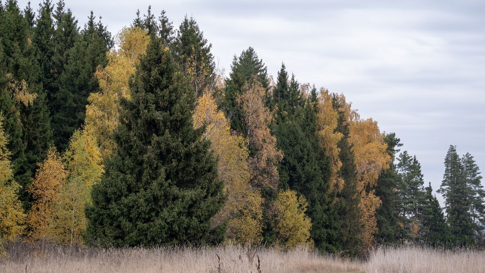 Photograph by Михаил Алещенков