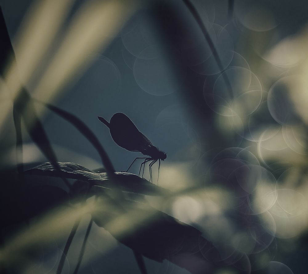 Photograph by Алена Полетаева