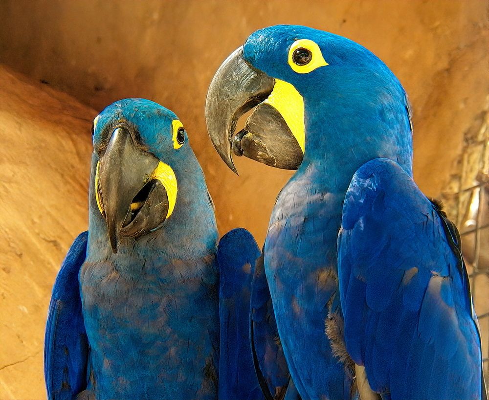 Photograph by Marcelo Luzzi