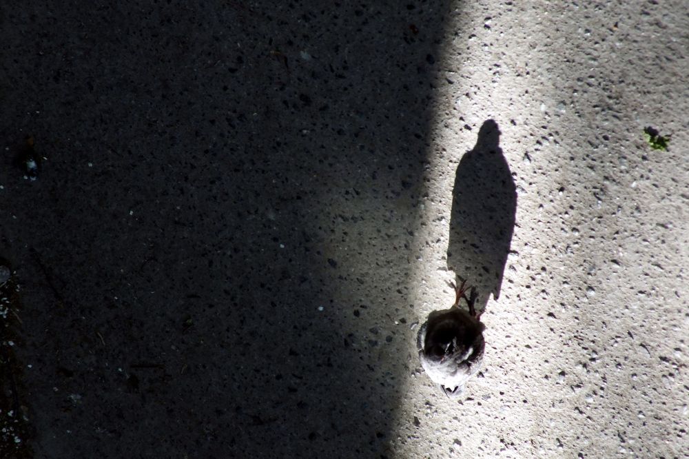 Мечты маленького человека