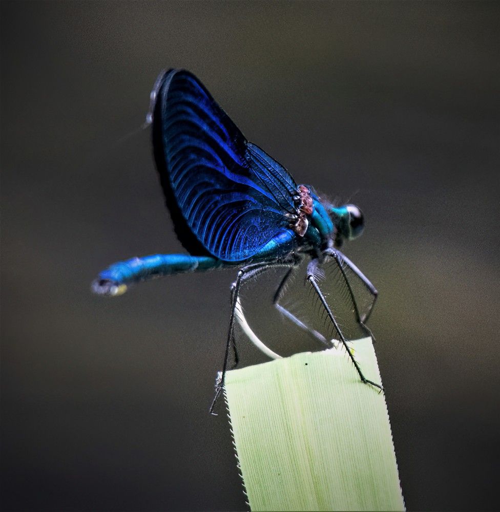 blue dragonfly
