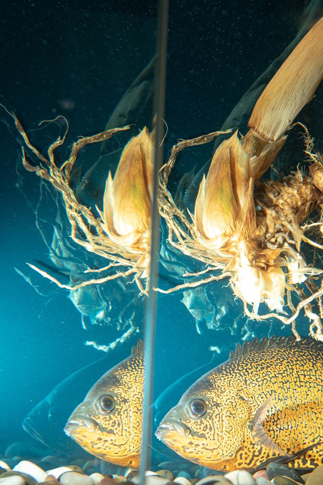 Photograph by Elena Mingazova