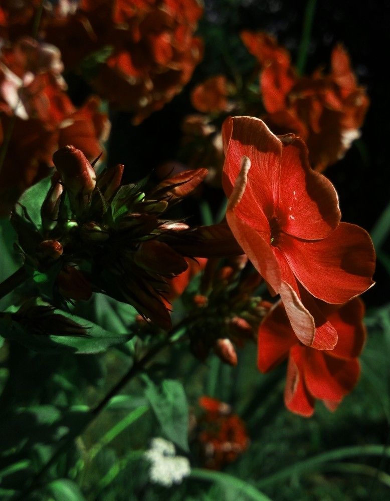 Фотография автора Eleonora