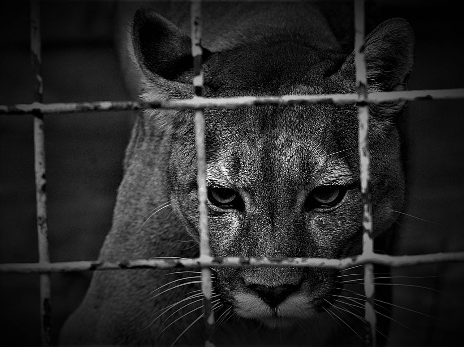 тяжело в неволе жить (hard to live in captivity )
