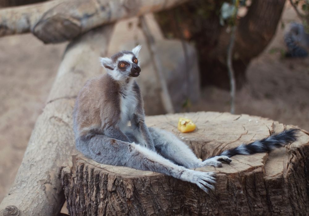 Задумчивый лемур