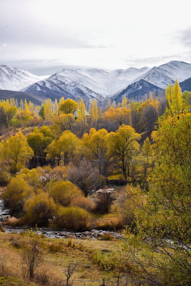 Осень золотая ?