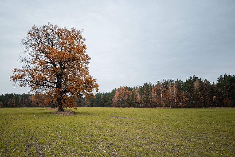 Photograph by Екатерина Сковорода