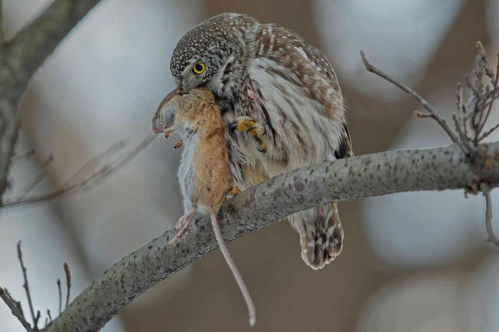 Photograph by Олег Набровенков