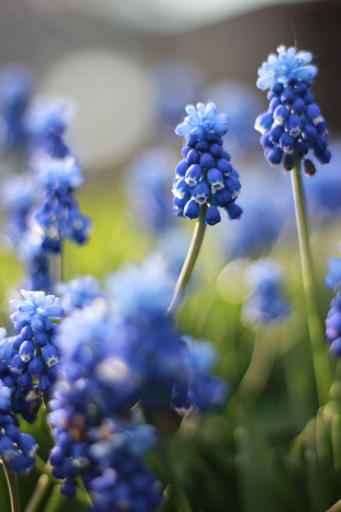 Фотография автора Анна Хейфиц