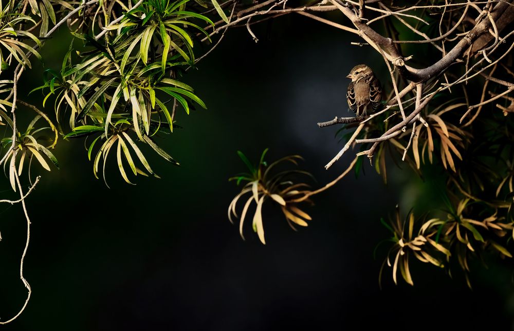 Photograph by Bristow Joseph