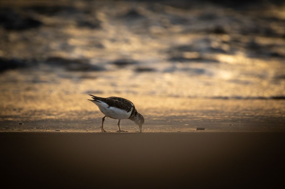 Photograph by Faisal Fasaludeen